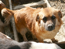 EMILY, Hund, Mischlingshund in Rumänien - Bild 4