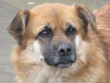 EMILY, Hund, Mischlingshund in Rumänien - Bild 5