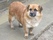 EMILY, Hund, Mischlingshund in Rumänien - Bild 6
