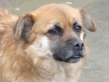 EMILY, Hund, Mischlingshund in Rumänien - Bild 7