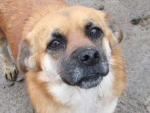 EMILY, Hund, Mischlingshund in Rumänien - Bild 8