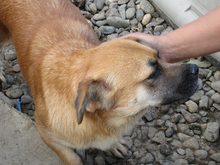 EMILY, Hund, Mischlingshund in Rumänien - Bild 9