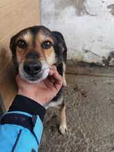 BAALIM, Hund, Mischlingshund in Rumänien - Bild 1