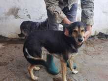 BAALIM, Hund, Mischlingshund in Rumänien - Bild 2