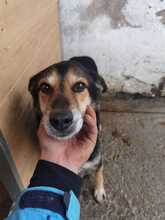 BAALIM, Hund, Mischlingshund in Rumänien - Bild 3