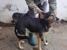 BAALIM, Hund, Mischlingshund in Rumänien - Bild 4
