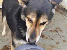 BAALIM, Hund, Mischlingshund in Rumänien - Bild 5