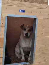 SALY, Hund, Mischlingshund in Rumänien - Bild 3