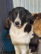 UJANA, Hund, Border Collie-Australian Shepherd-Mix in Rumänien - Bild 1