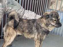 BABBIT, Hund, Mischlingshund in Rumänien - Bild 3