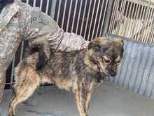 BABBIT, Hund, Mischlingshund in Rumänien - Bild 4