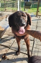 ROMY, Hund, Mischlingshund in Rumänien - Bild 2