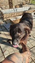 ROMY, Hund, Mischlingshund in Rumänien - Bild 3