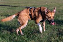 XENA, Hund, Boxer-Deutscher Schäferhund-Mix in Wollin - Bild 10