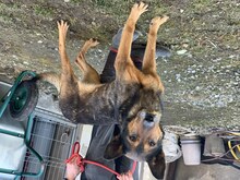 SCOTT, Hund, Mischlingshund in Rumänien - Bild 2