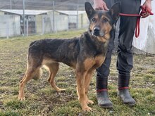 SCOTT, Hund, Mischlingshund in Rumänien - Bild 4