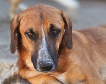 AMIGO, Hund, Mischlingshund in Kroatien - Bild 1