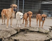 AMIGO, Hund, Mischlingshund in Kroatien - Bild 10