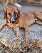 AMIGO, Hund, Mischlingshund in Kroatien - Bild 12