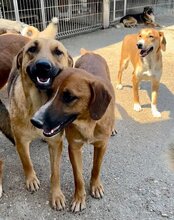 AMIGO, Hund, Mischlingshund in Kroatien - Bild 14