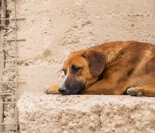 AMIGO, Hund, Mischlingshund in Kroatien - Bild 16