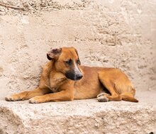 AMIGO, Hund, Mischlingshund in Kroatien - Bild 17