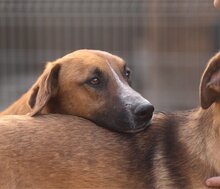 AMIGO, Hund, Mischlingshund in Kroatien - Bild 18