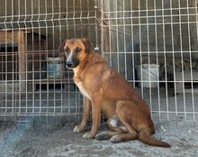 AMIGO, Hund, Mischlingshund in Kroatien - Bild 2