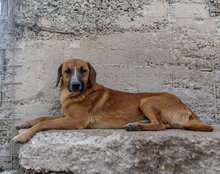 AMIGO, Hund, Mischlingshund in Kroatien - Bild 20