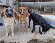 AMIGO, Hund, Mischlingshund in Kroatien - Bild 22