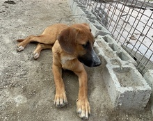 AMIGO, Hund, Mischlingshund in Kroatien - Bild 23
