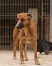 AMIGO, Hund, Mischlingshund in Kroatien - Bild 26