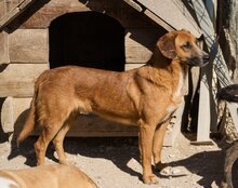 AMIGO, Hund, Mischlingshund in Kroatien - Bild 3