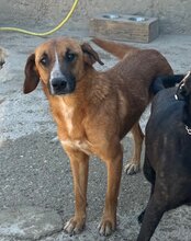 AMIGO, Hund, Mischlingshund in Kroatien - Bild 5