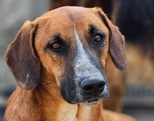 AMIGO, Hund, Mischlingshund in Kroatien - Bild 8