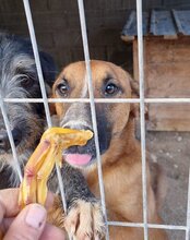 AMIGO, Hund, Mischlingshund in Kroatien - Bild 9
