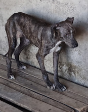 MILLIE, Hund, Mischlingshund in Kroatien - Bild 6