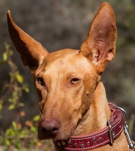 UNO, Hund, Podenco Canario in Spanien - Bild 1