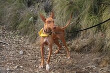 UNO, Hund, Podenco Canario in Spanien - Bild 12