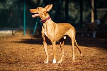 UNO, Hund, Podenco Canario in Spanien - Bild 3