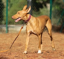 UNO, Hund, Podenco Canario in Spanien - Bild 4