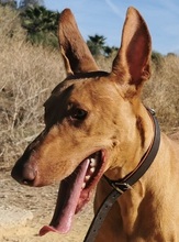 UNO, Hund, Podenco Canario in Spanien - Bild 5