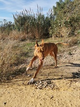 UNO, Hund, Podenco Canario in Spanien - Bild 6