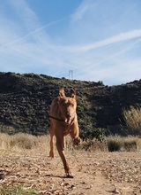 UNO, Hund, Podenco Canario in Spanien - Bild 9