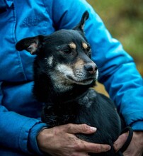 CARBONARA, Hund, Mischlingshund in Ungarn - Bild 10