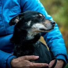 CARBONARA, Hund, Mischlingshund in Ungarn - Bild 11