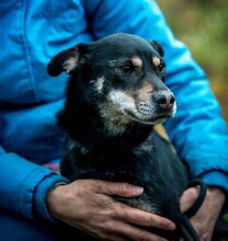 CARBONARA, Hund, Mischlingshund in Ungarn - Bild 12