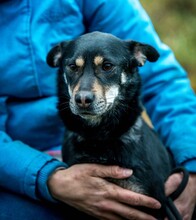 CARBONARA, Hund, Mischlingshund in Ungarn - Bild 13