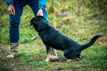 CARBONARA, Hund, Mischlingshund in Ungarn - Bild 14