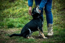 CARBONARA, Hund, Mischlingshund in Ungarn - Bild 15